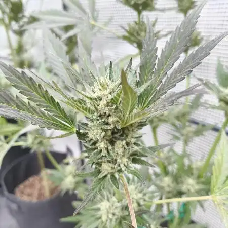 Tropicana Cookies Auto FB42
