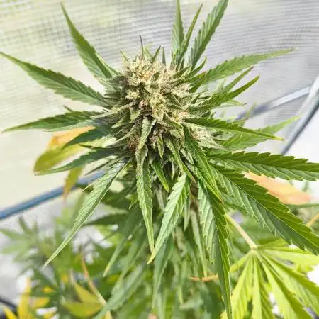 Z Auto FB42