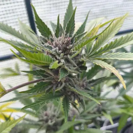 Cherry Cola Auto FB42