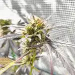 Tropicana Cookies Auto FB42