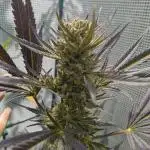 Guava Auto FB42