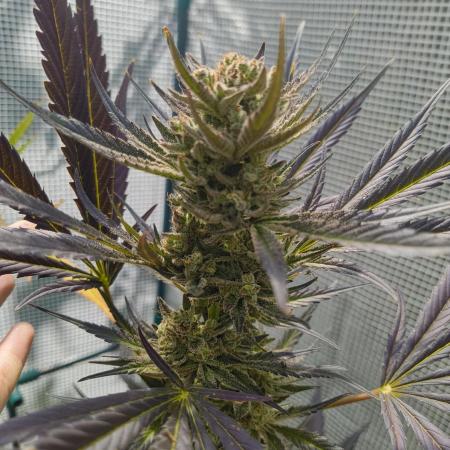 Guava Auto FB42