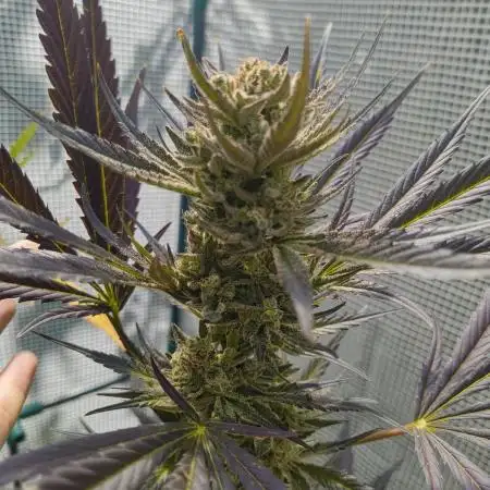 Guava Auto FB42