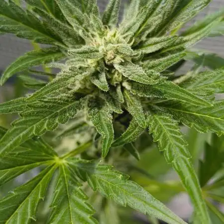 Tropicana Cookies Auto FB42