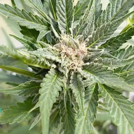 Cherry Cola Auto FB42