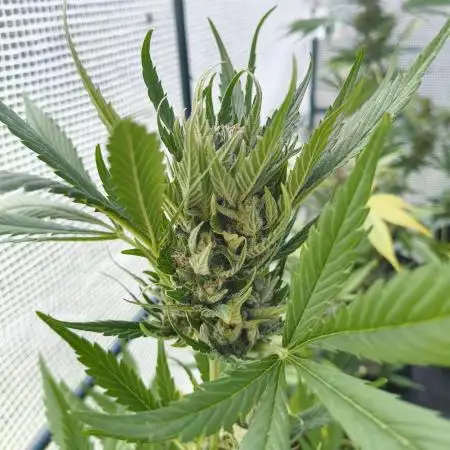 Papaya Cookies Auto FB42