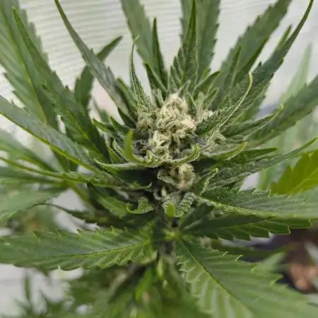 Papaya Cookies Auto FB42
