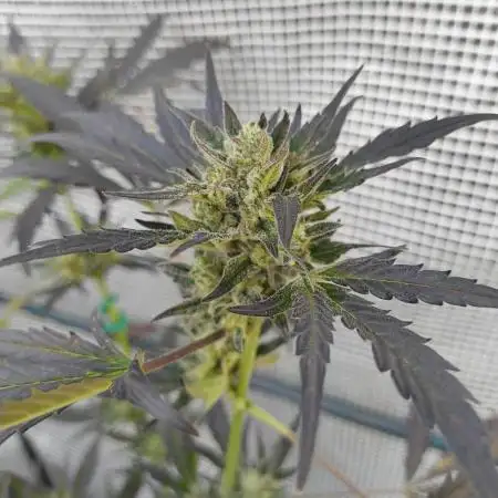 Tropicana Cookies Auto FB42