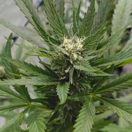Papaya Cookies Auto FB42