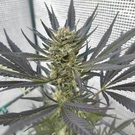 Guava Auto FB42