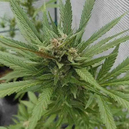 Strawberry Gorilla Auto FB42