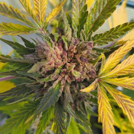 Cherry Cola Auto FB42