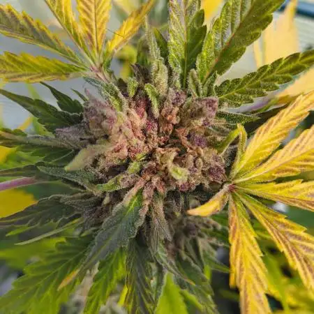 Cherry Cola Auto FB42