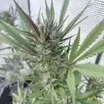Strawberry Gorilla Auto FB42
