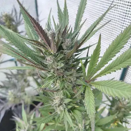 Strawberry Gorilla Auto FB42