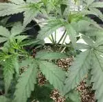 Forgotten Cookies