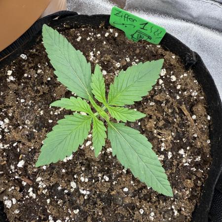 Z-Up FastBuds