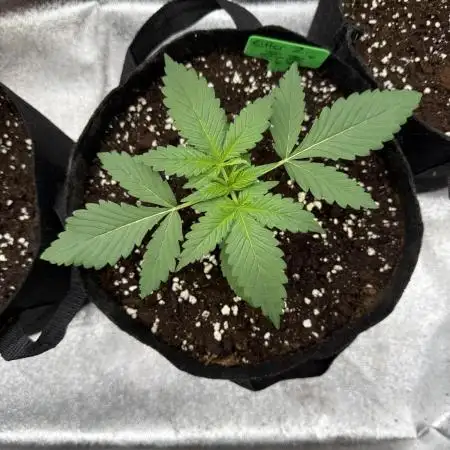Purple Haze Fast Buds