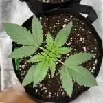 Z-Up FastBuds