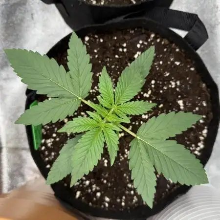 Z-Up FastBuds