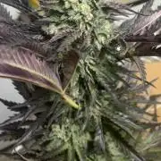 Outdoor Psyop R1 Grape Diamond R2