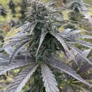 Outdoor Psyop R1 Grape Diamond R2