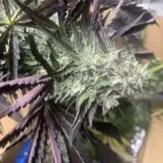 Outdoor Psyop R1 Grape Diamond R2