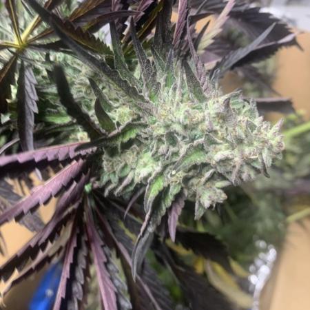 Outdoor Psyop R1 Grape Diamond R2