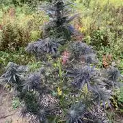 Outdoor Psyop R1 Grape Diamond R2