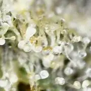 Outdoor Psyop R1 Grape Diamond R2