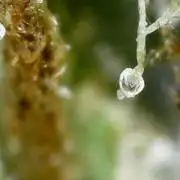 Outdoor Psyop R1 Grape Diamond R2