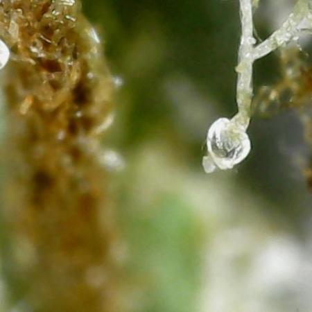 Outdoor Psyop R1 Grape Diamond R2