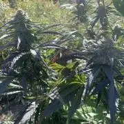 Outdoor Psyop R1 Grape Diamond R2