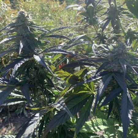 Outdoor Psyop R1 Grape Diamond R2