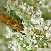 Outdoor Psyop R1 Grape Diamond R2