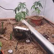 Living Soil 450 liter