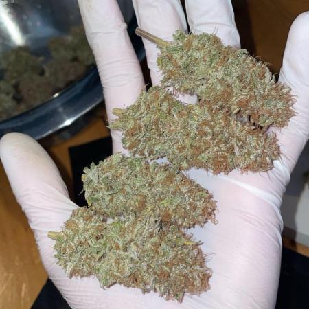 Dankberry Mini grow