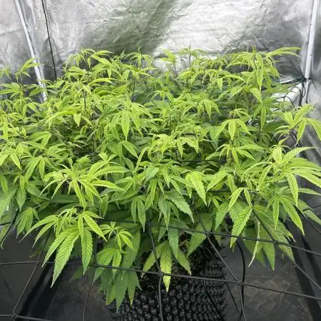 Strawberry OG Big Lady
