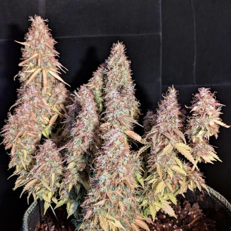 Cookies Gelato Auto Second Time Growmie
