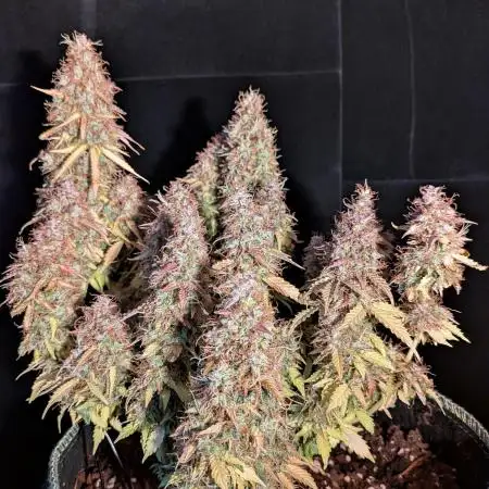 Cookies Gelato Auto Second Time Growmie