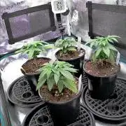 Northern Lights & Critical