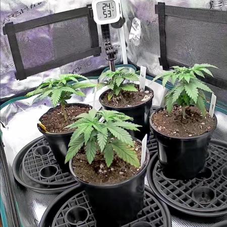 Northern Lights & Critical