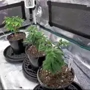 Northern Lights & Critical