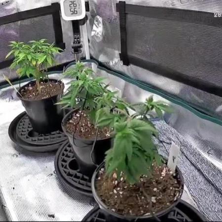 Northern Lights & Critical