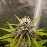 Feel Rainbow, Taste the Rainbow Growmie