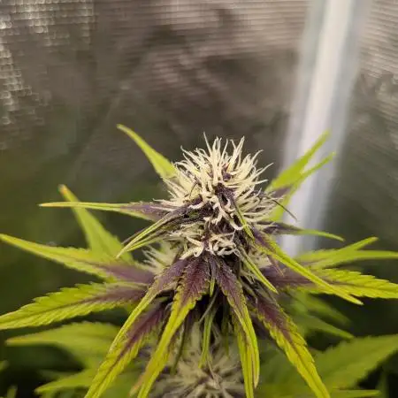 Feel Rainbow, Taste the Rainbow Growmie