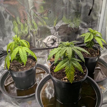 Amnesia Haze