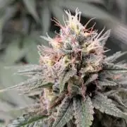 Amnesia Haze