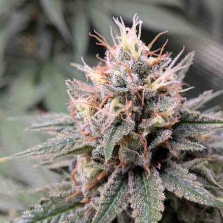 Amnesia Haze