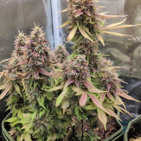 Cookies Gelato Auto Second Time Growmie